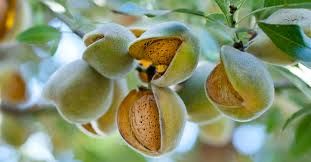 Health: 12 Benefits of Taking Almond Fruits